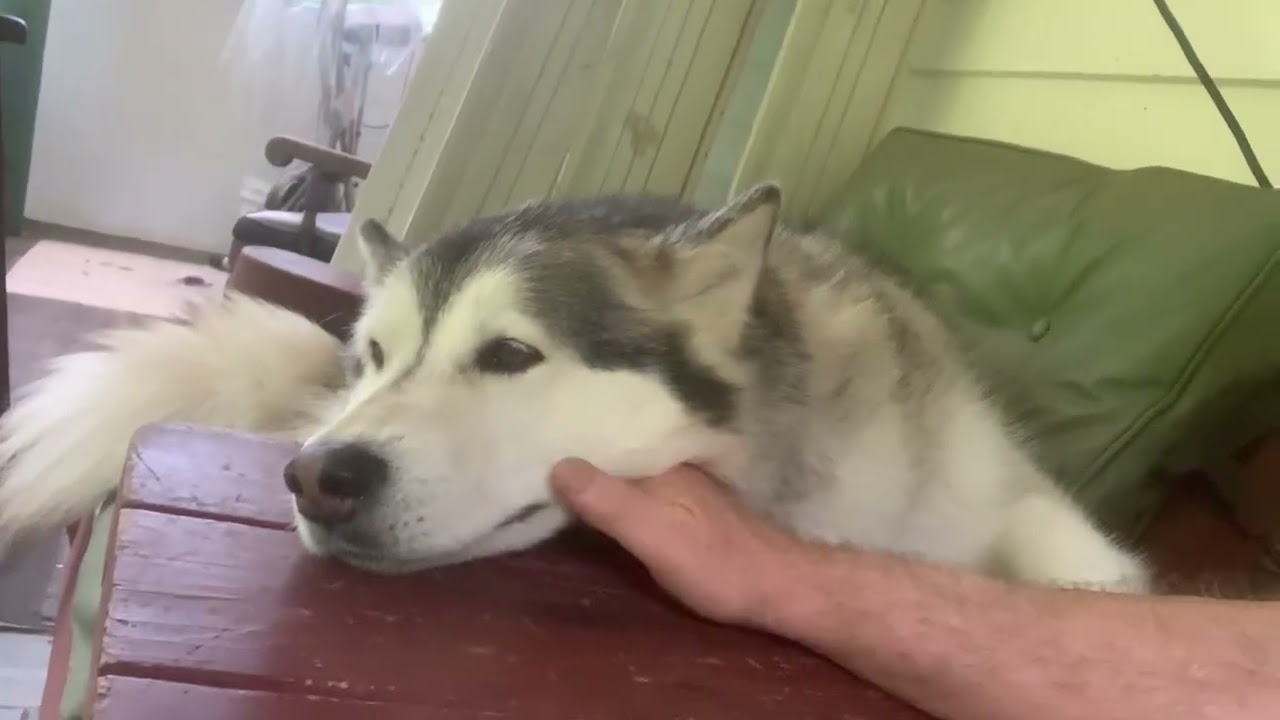 Sitting on the veranda with my hooman. May 28, 2025