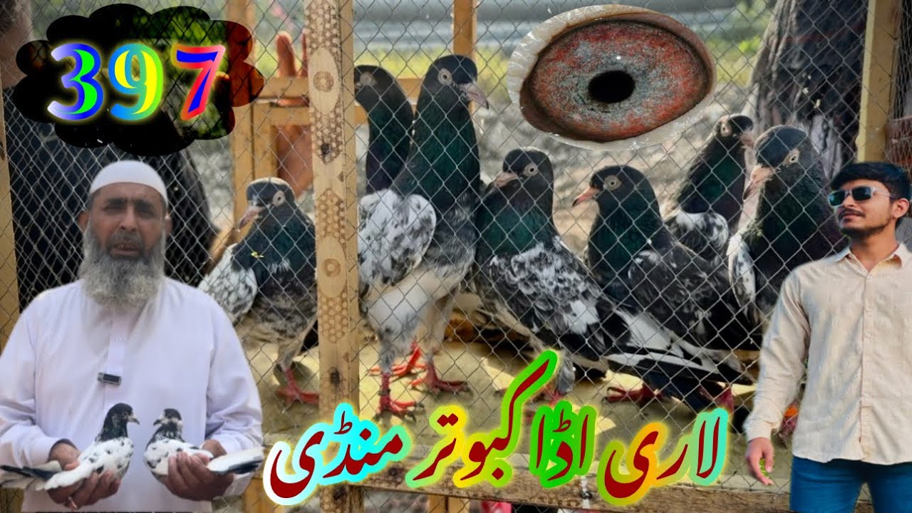 397) Lahore lari ada kabootar mandi || کبوتر منڈی || #amjadaliofficial #pigeons #kabootar