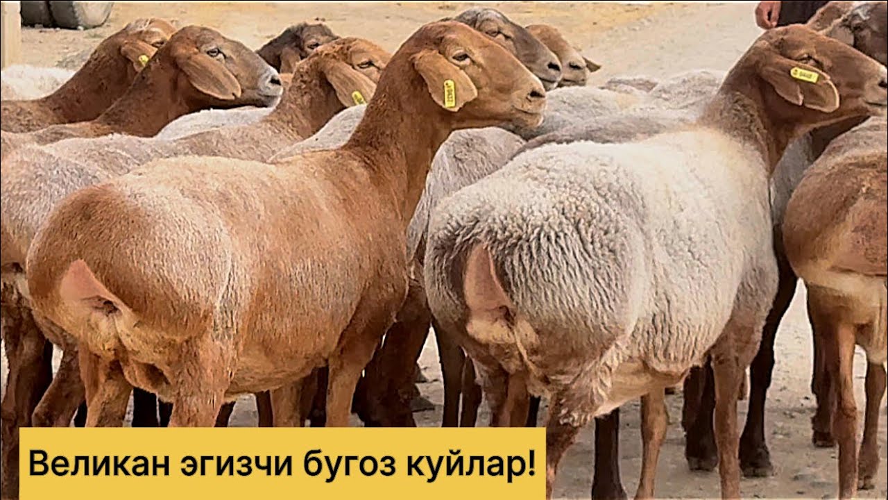 Сотилган!Великан бугоз эгизчи куйлар! 