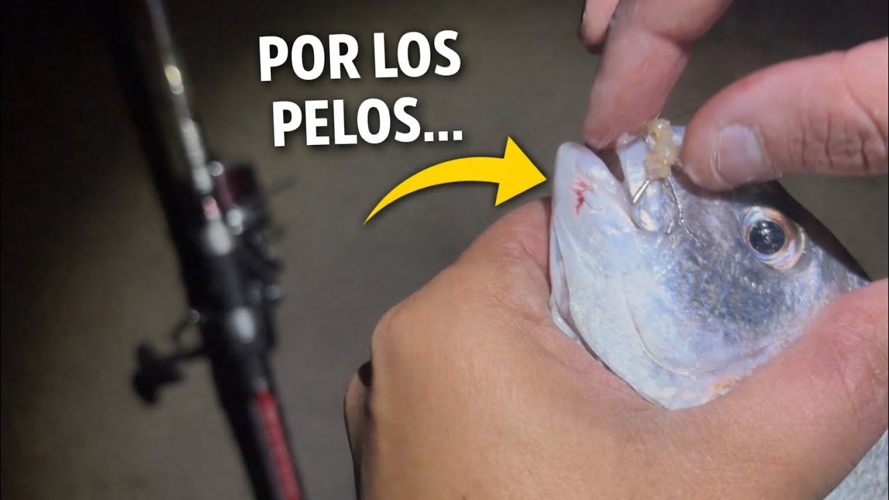 PESCA NOCTURNA EN ESPIGÓN Y ENTRADA TEMPORAL‼️HERRAS,DORADAS…🐟