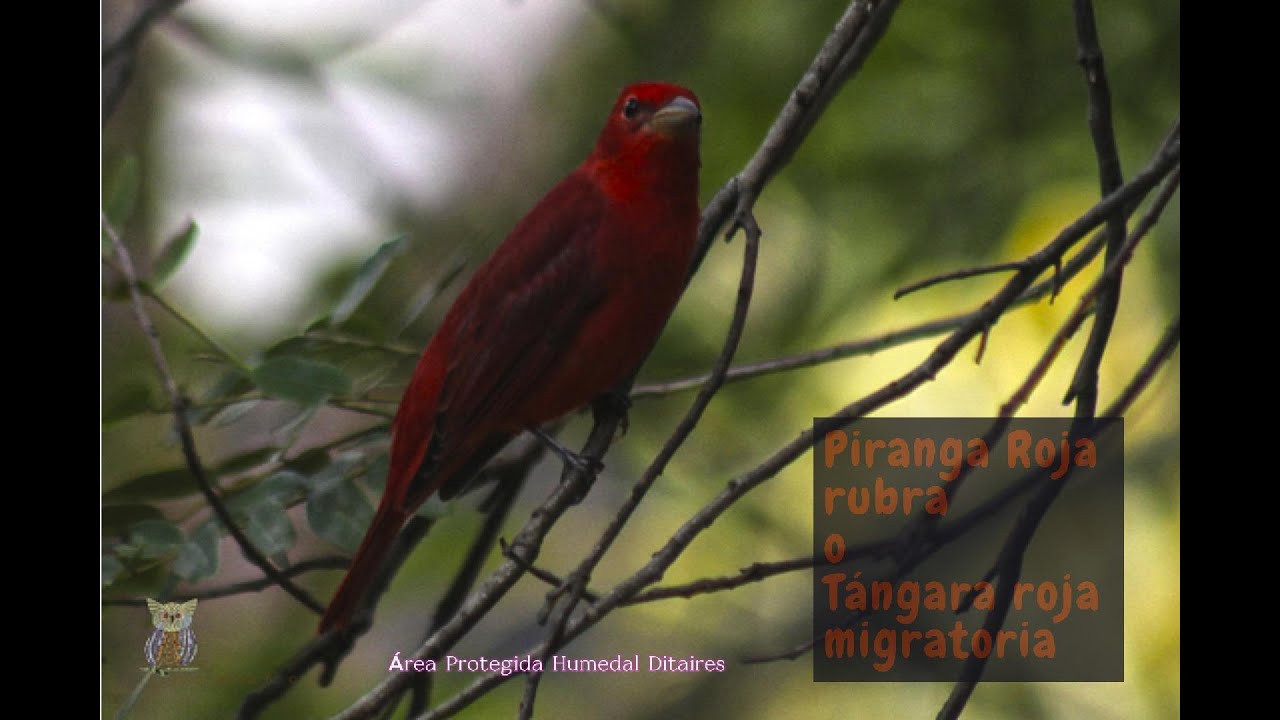 Oct/2025 Tángara Rubra - Piranga Roja Rubra en el Humedal