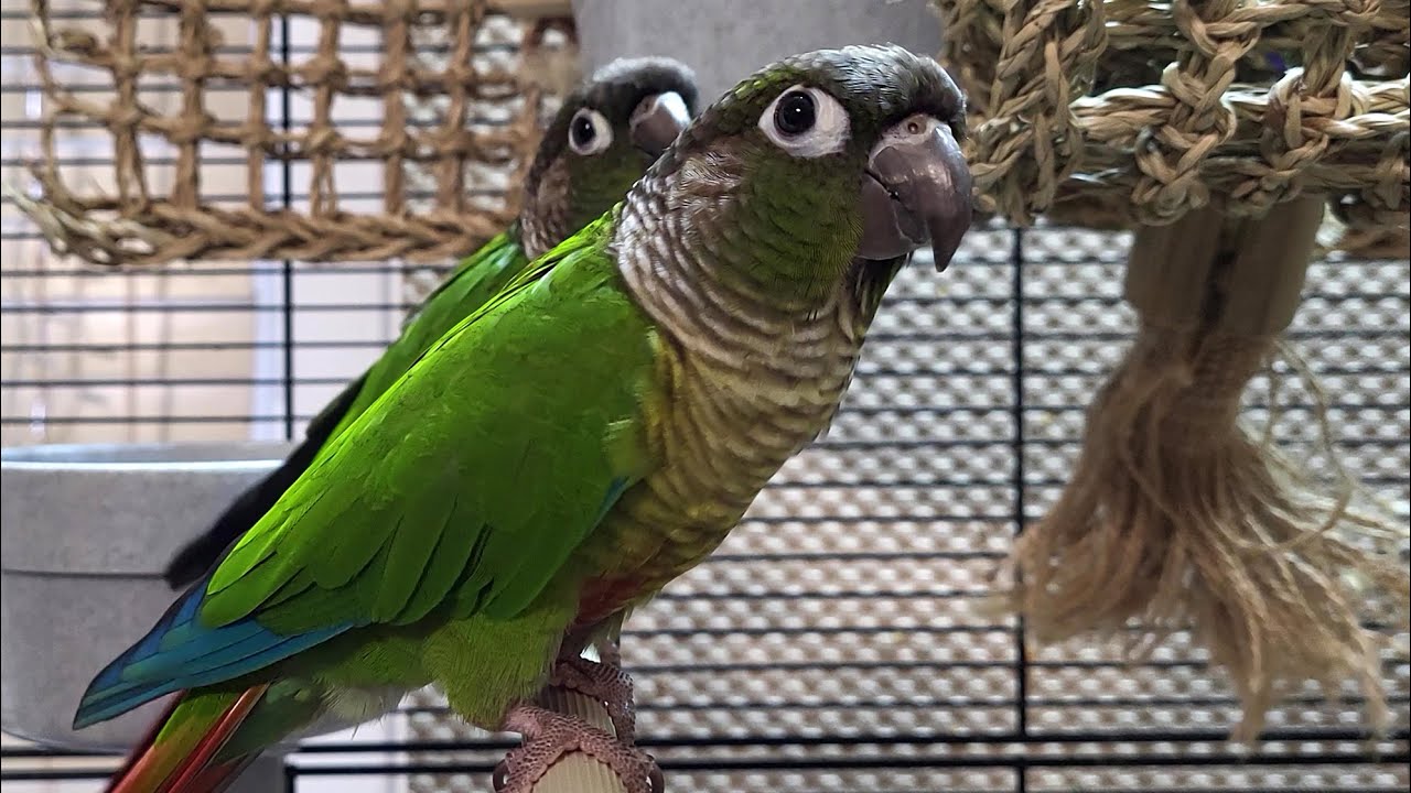 conure parakeet sounds for lonely birds to make them happy