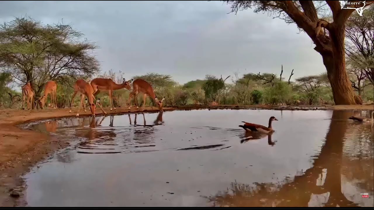 Danger is near?