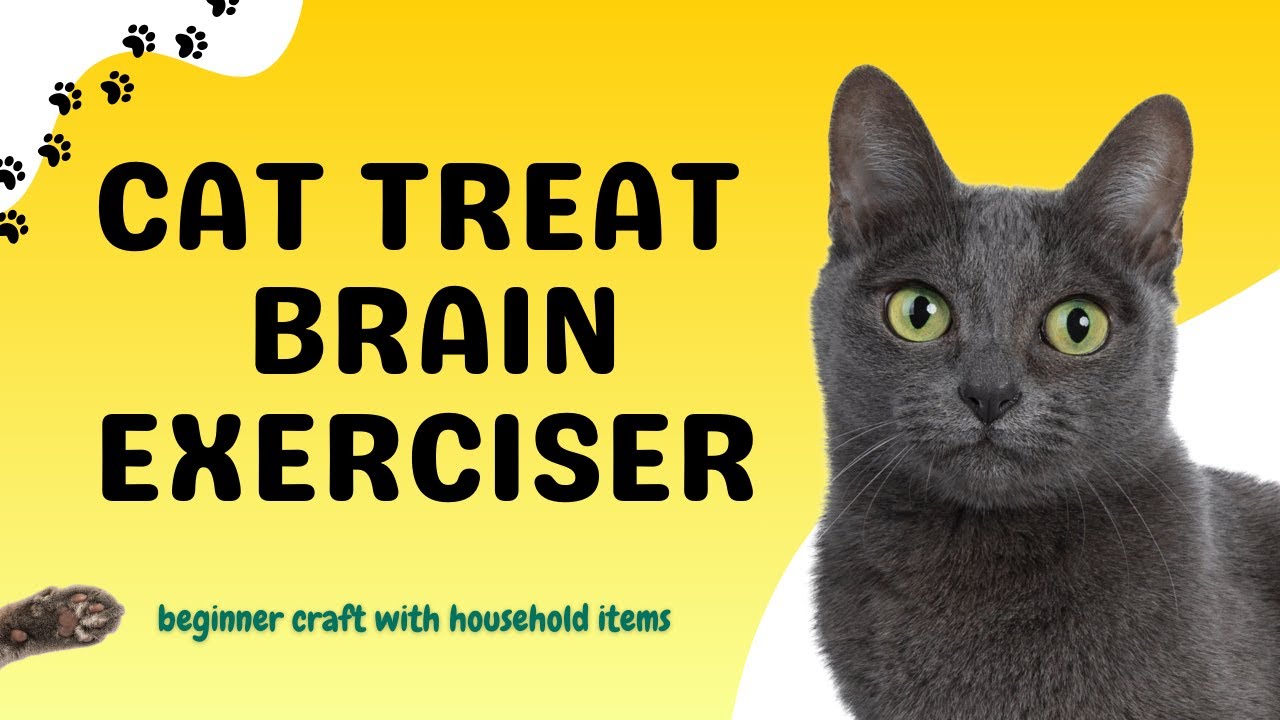 🐱DIY Cat Treat Brain Exercise Toy | Easy Craft for Cats Using Toilet Paper Rolls & Boxes! 🧩✨