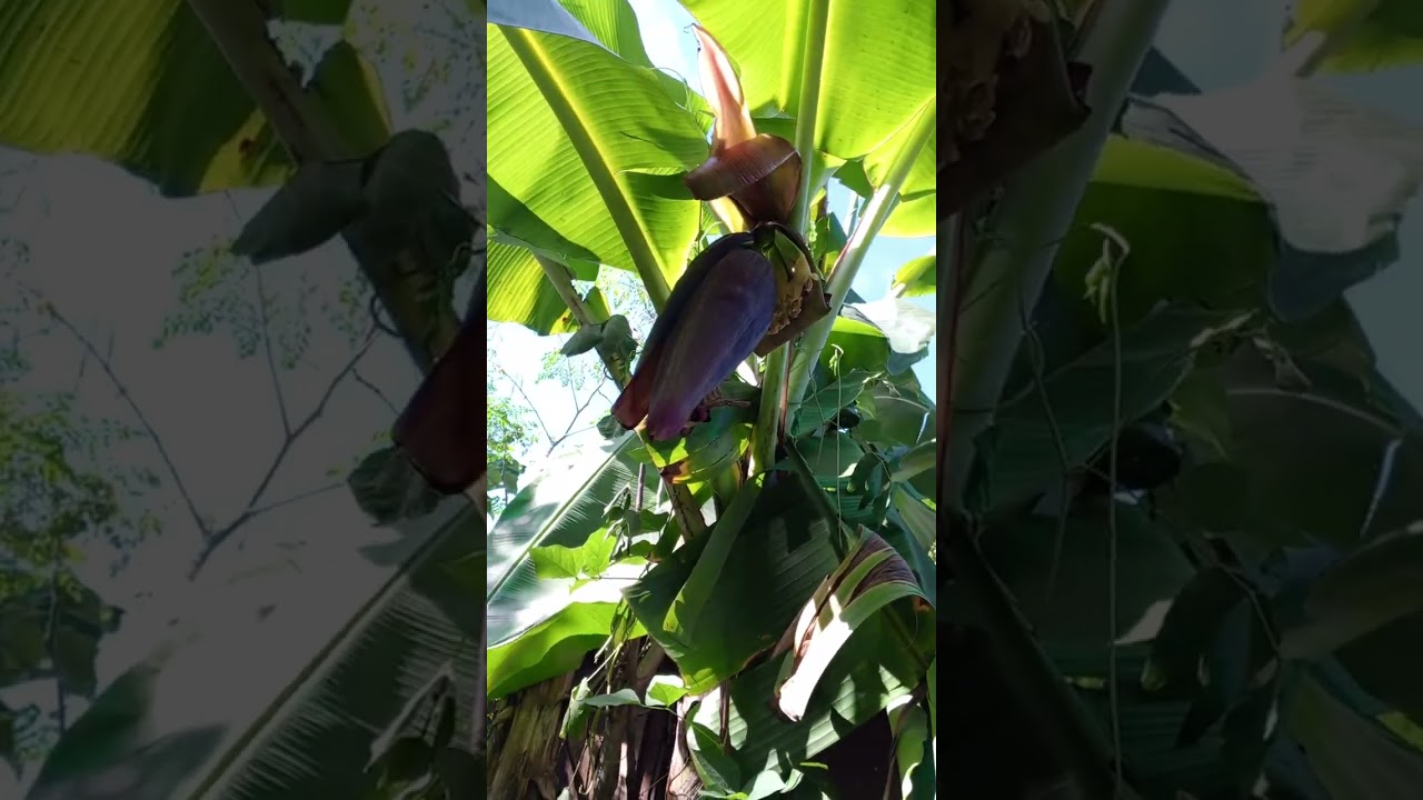 Nag aalaga Tayo Ng Manok guys 