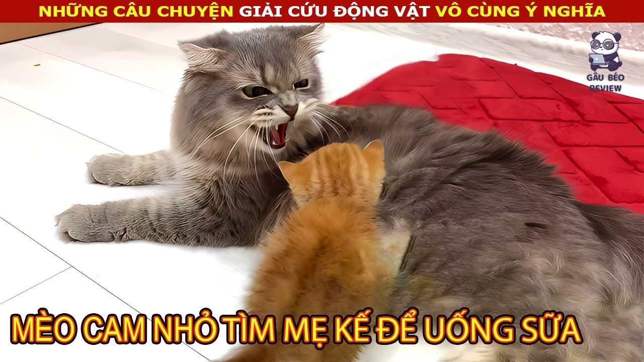 Chú Mèo nhỏ màu cam đi lạc không được gia đình mèo mẹ chào đón và Cái Kết bất ngờ