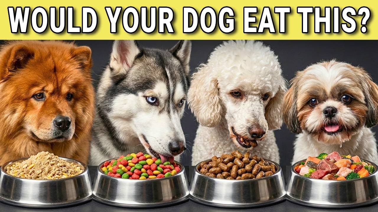10 Dog Food Brands To AVOID At All Costs! (And Few That Are Safe!)
