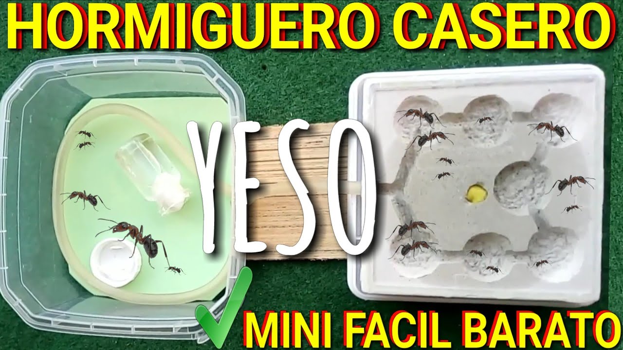 Hormiguero casero Yeso fácil como hacer hormiguero de yeso casero facil hormigas - MUNDO HORMIGAS