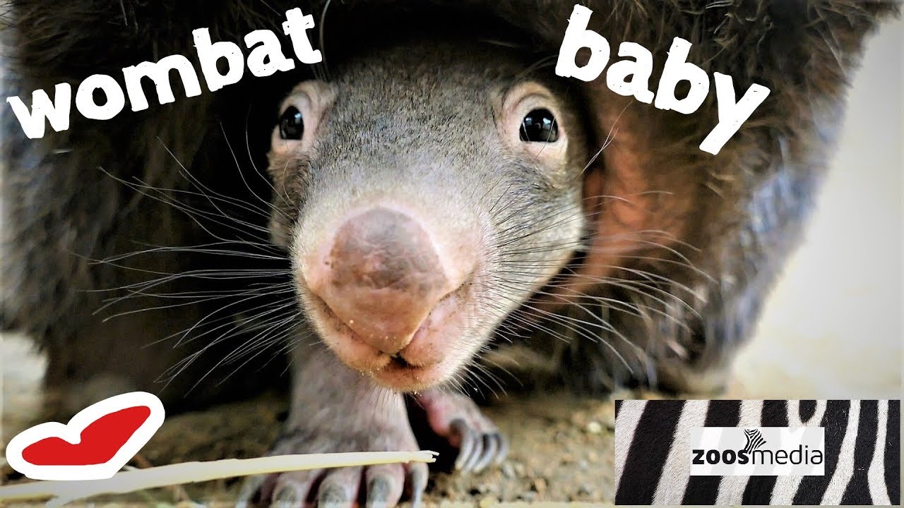 Süßes WOMBAT-BABY Apari 😍 im ZOO DUISBURG | zoos.media