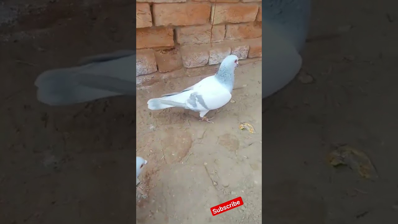 too sana de chani #kbootar #birdspecies #kabootar #birds #piegeon