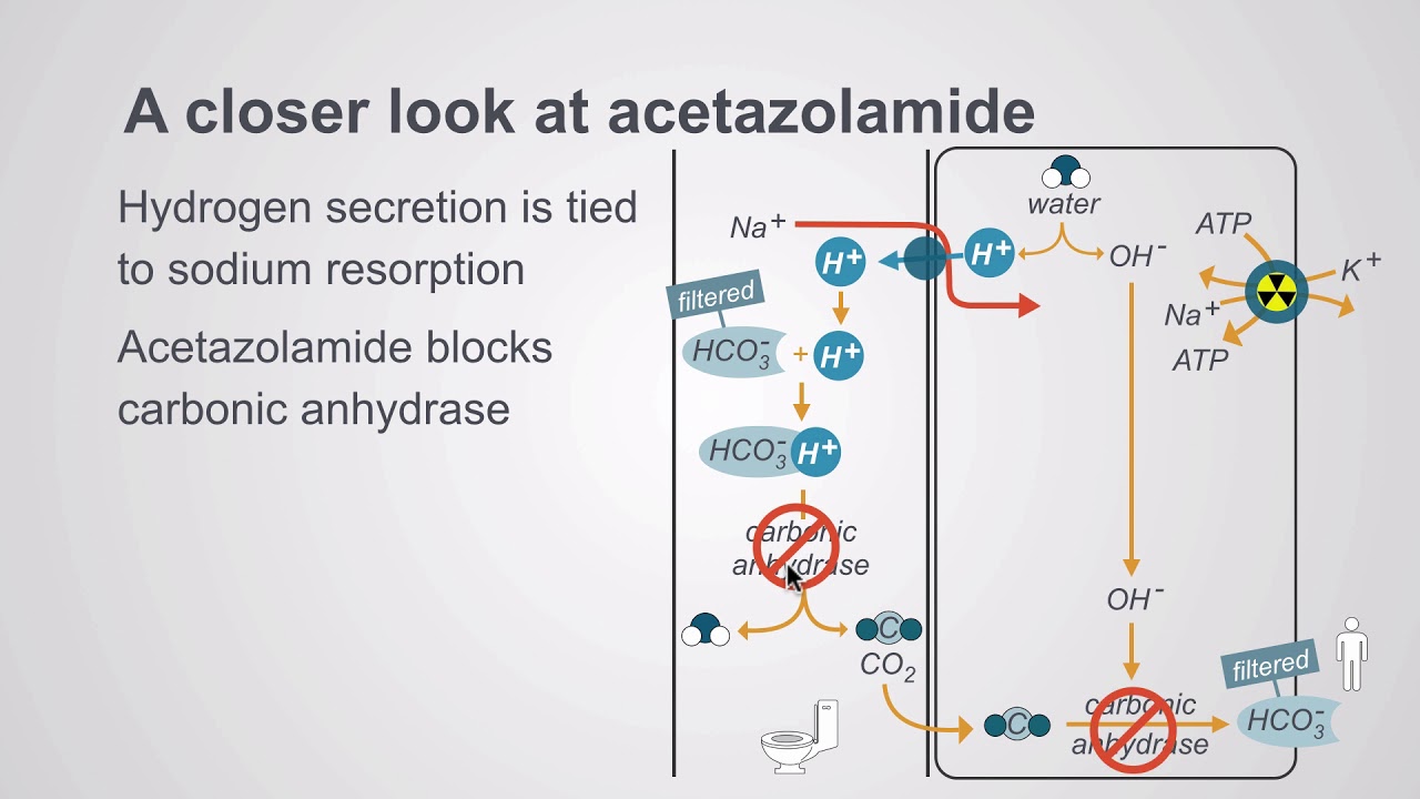 Acetazolamide and the potassium sparing diuretics