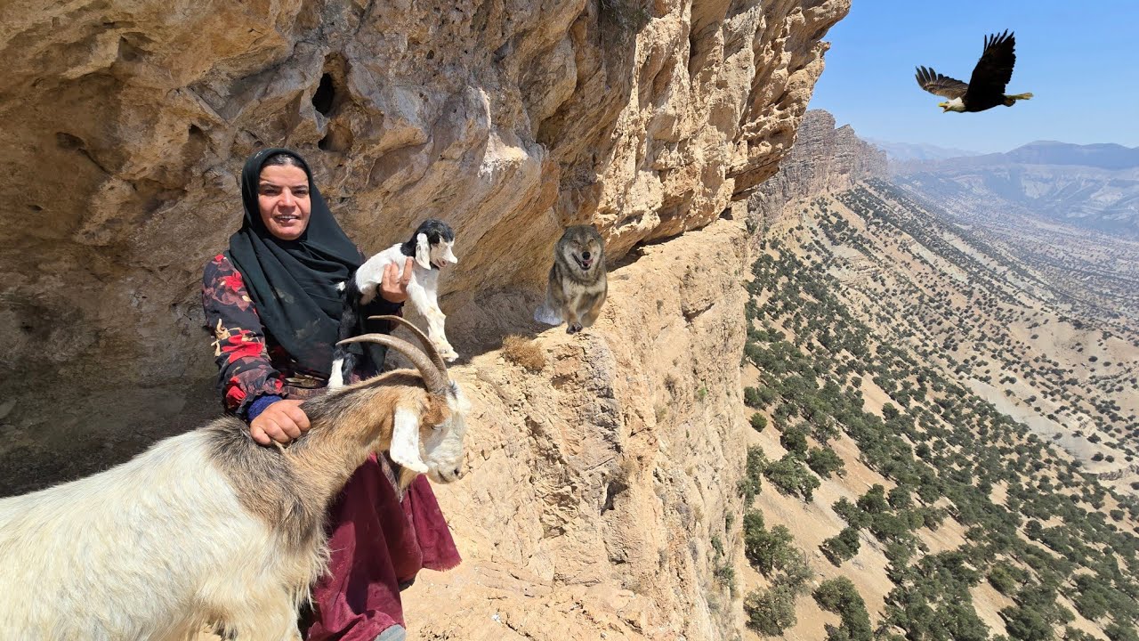 🏔️🌿🍈Kulthum's dangerous search in the mountains: 🐑😱 Rescuing lost sheep and lambs in the rocks