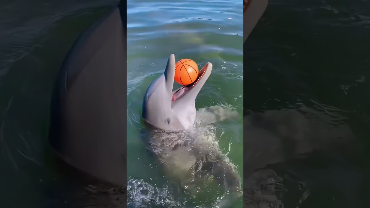 Dolphin core 🐬sea spirit 🤩🥰#funny #dolphin #Love #core #cute #happy #fyp #foryoupage