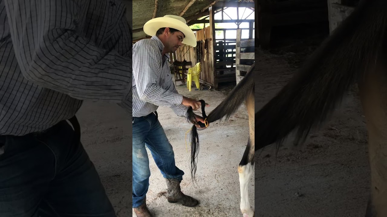 Como fazer o nó abacaxi , no rabo do burro