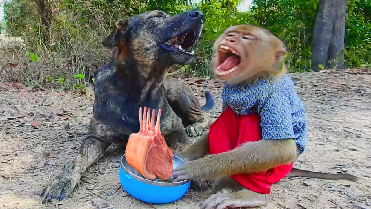 Are Much Hungry ! SokYaa Feeding Pao With Salty Fish At Rural