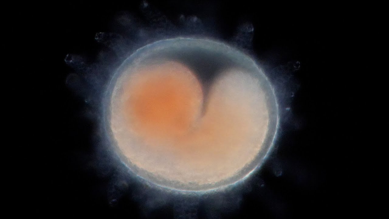海の幼生たち（カイメン、クモヒトデ、ホヤの幼生と変態）