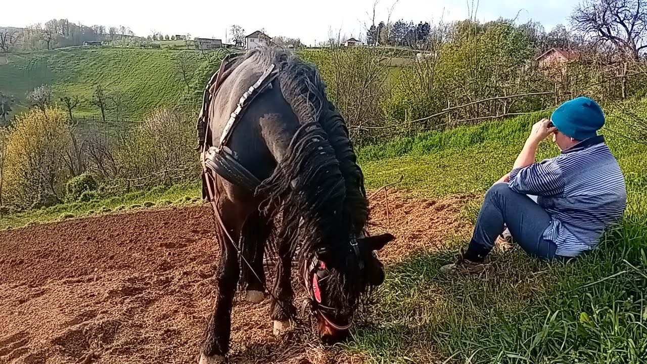Seoski život bez filtera: Porodična sadnja krompira na stari način #horse #agriculture