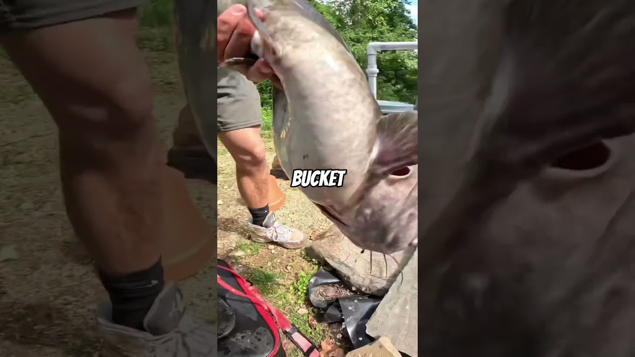 You WONT BELIEVE How We SAVED THIS GIANT FISH! #shorts