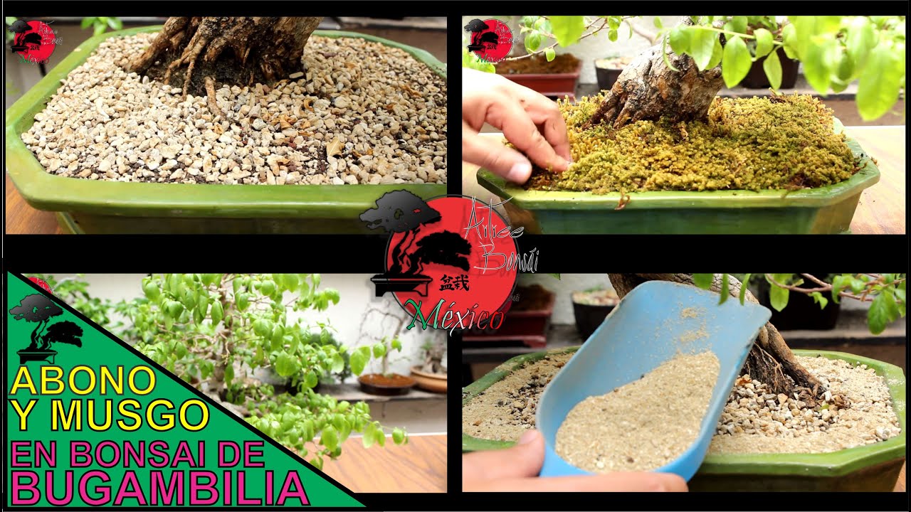 ABONADO y COLOCACIÓN DE MUSGO en BONSAI DE BUGAMBILIA