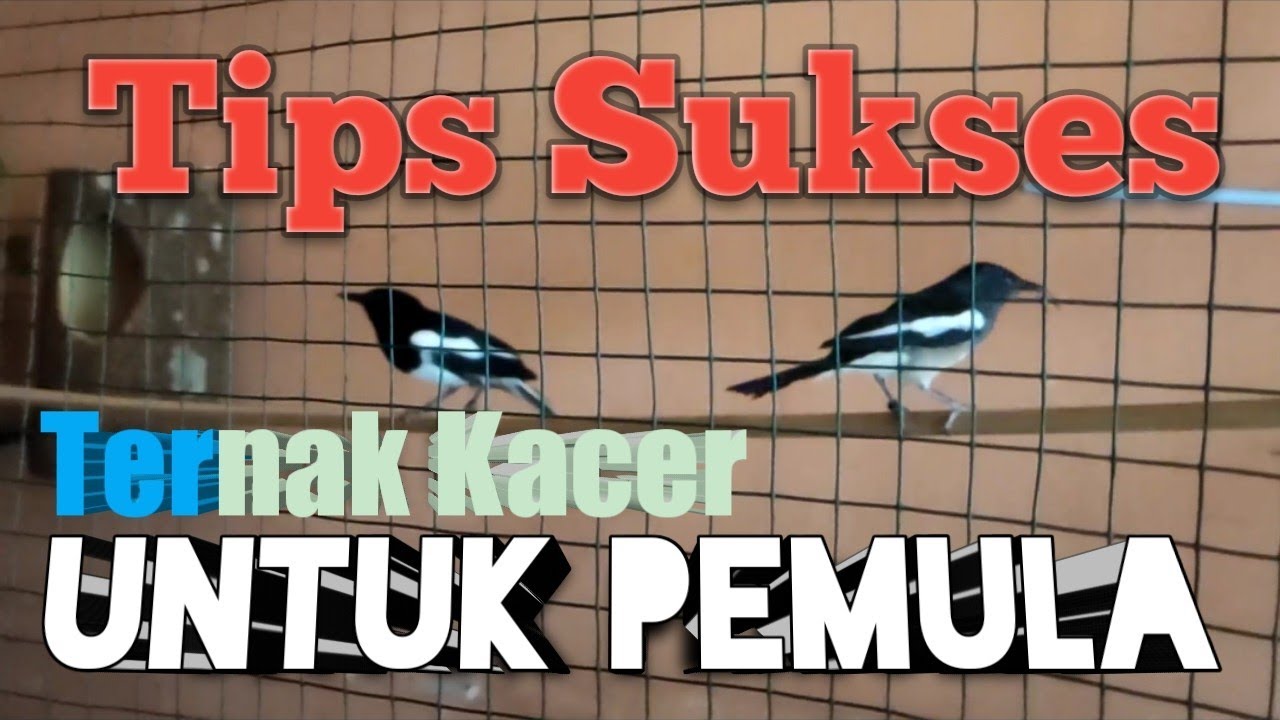 Tips Sukses Ternak Kacer Untuk Pemula