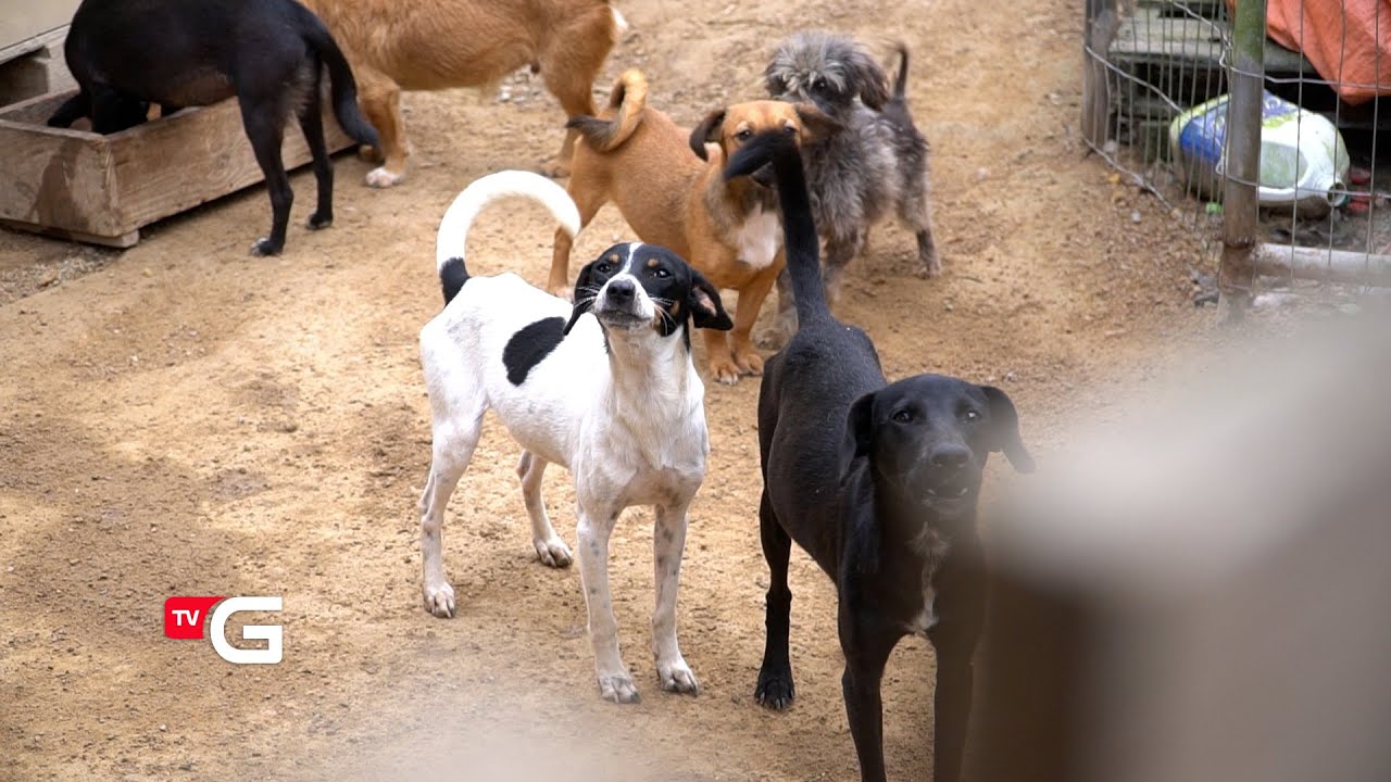 C&atilde;ominhada da TV Gaspar vai beneficiar abrigos de c&atilde;es da cidade