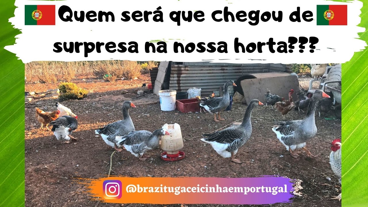 SURPRESA  LINDA NA NOSSA ROÇA EM PORTUGAL @BraziTugaCeicinhaemPortugal  #vidanaroça #vidasaudável