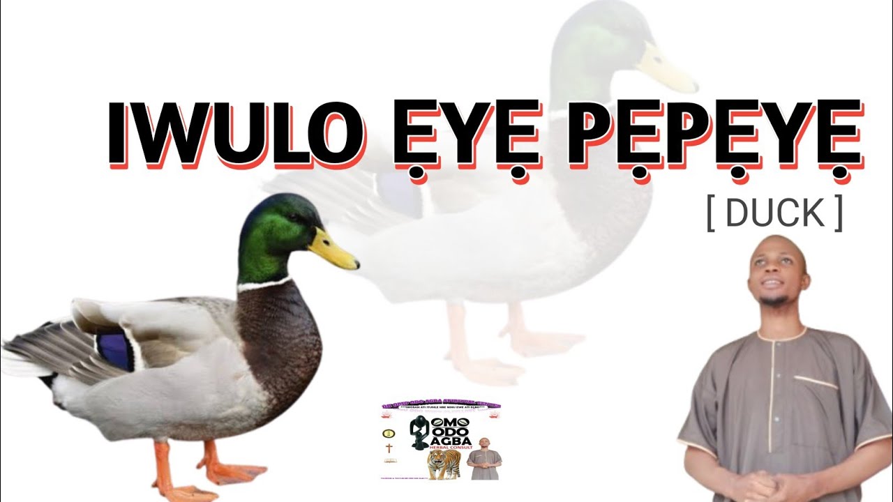 IWULO EYE PEPEYE ( DUCK ) @Dromoodoagbatv