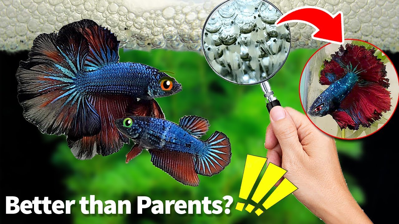 Mastering the Art of Breeding Betta Fish (Part 2): Expert Tips and Techniques #bettafry