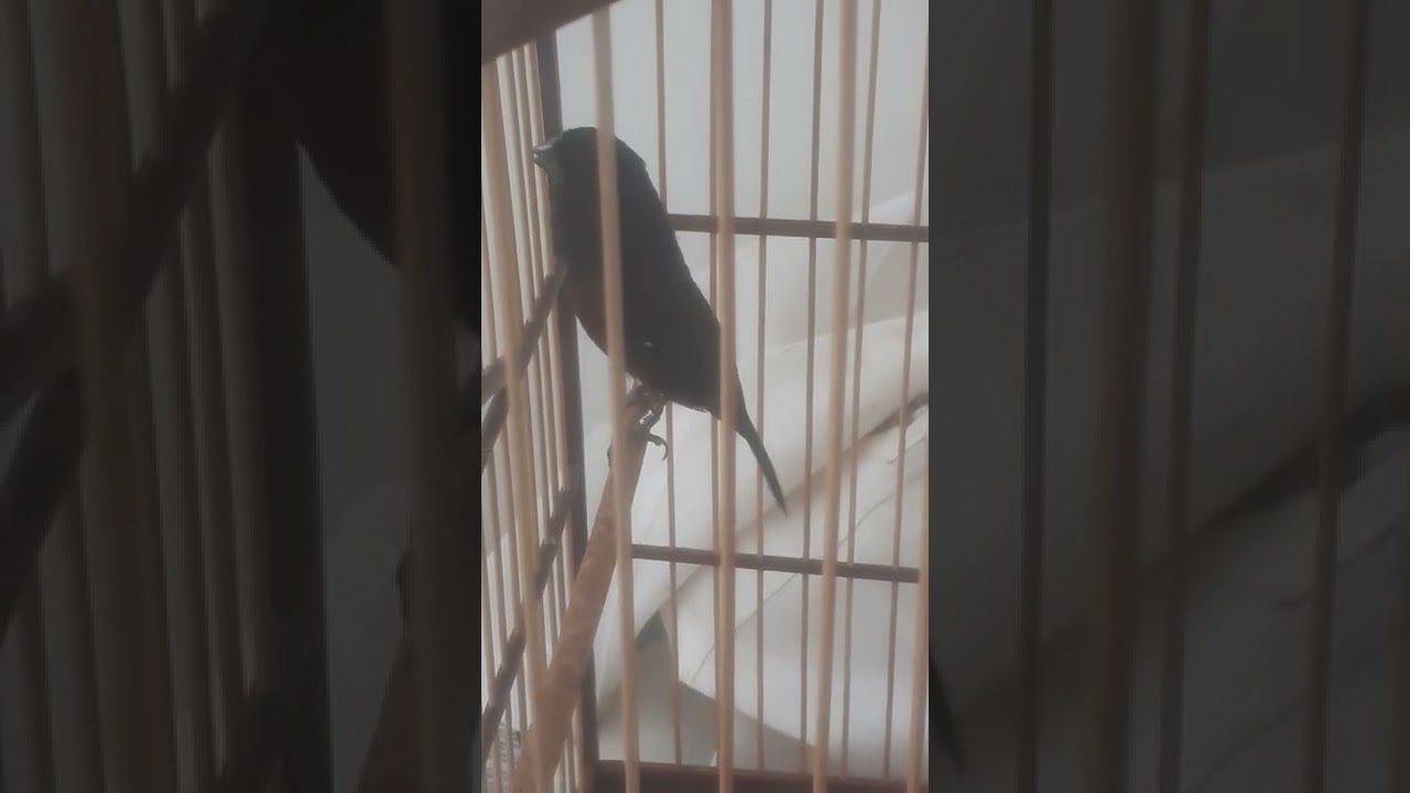 Paracamb&iacute; rompe nuvem ( cl&aacute;ssico )
