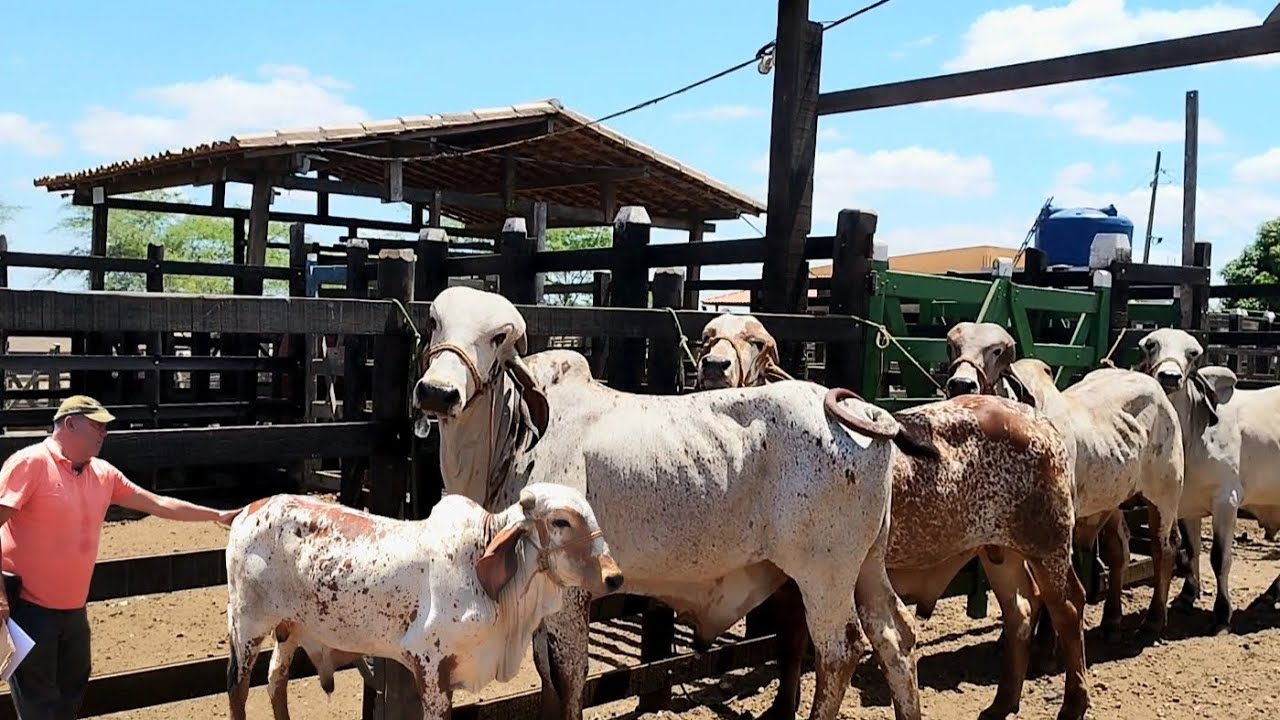 OS MELHORES TOUROS GIR LEITEIRO DE CENTRAL | GENÉTICA SAIA RODADA
