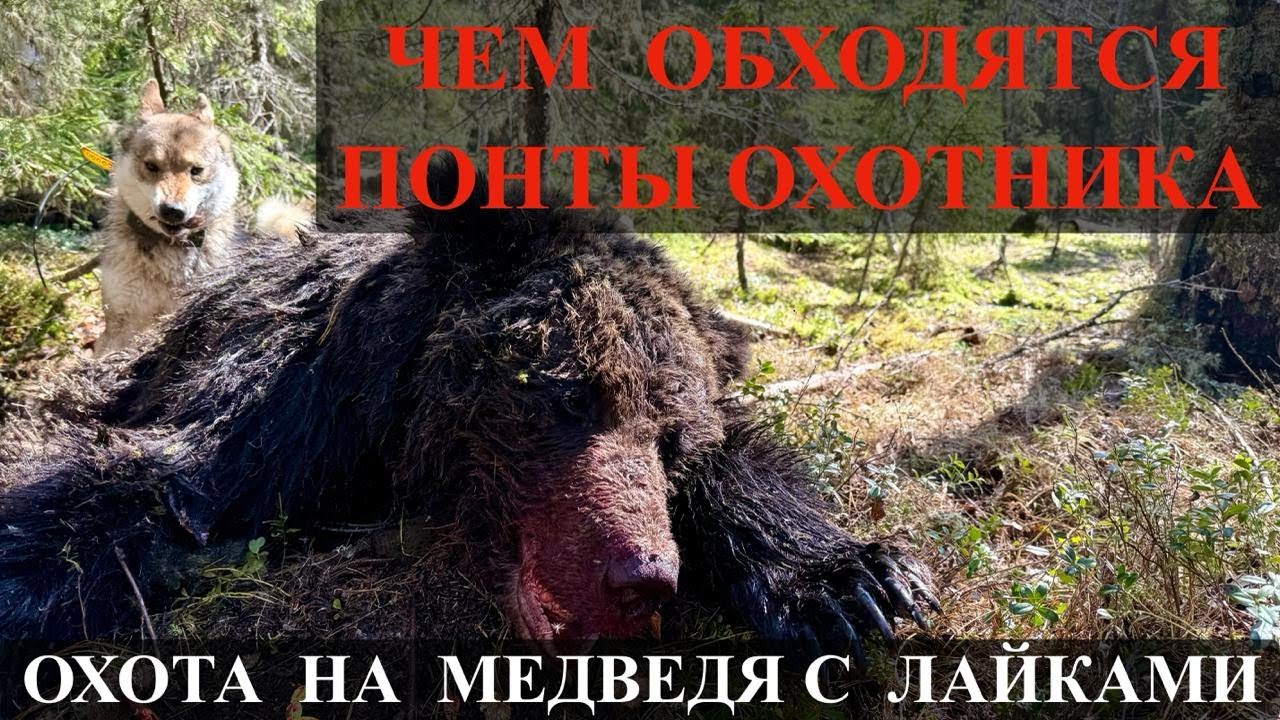 Чем обходятся понты охотника. Охота на медведя с лайками.