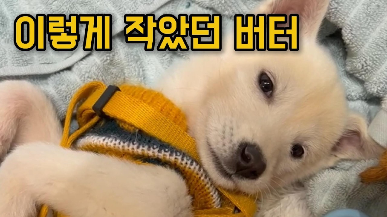 이렇게 작았던 버터… 아기 시절 기록 💛🐾#강아지