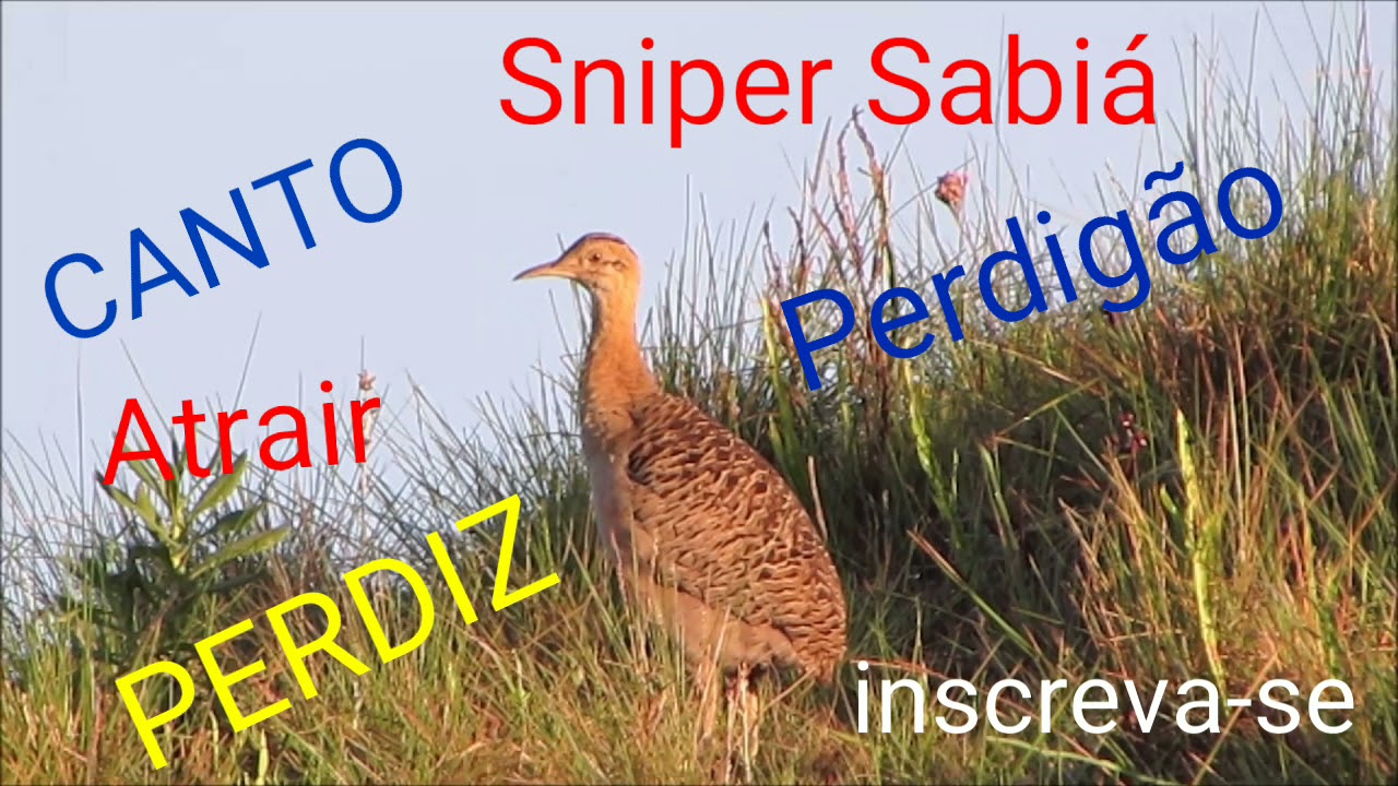 Canto Perdiz, Perdigão para Atrair