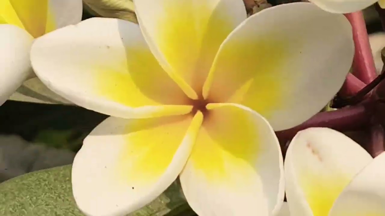 Padmadevis garden. Beautiful Champa ke flowers Champa ke flowers 💐🌹
