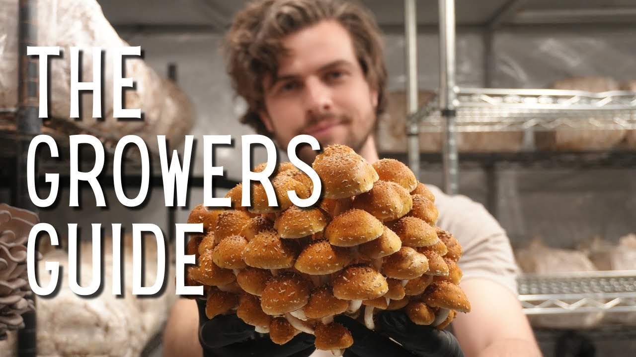 A Deep Dive on Growing Chestnut Mushrooms