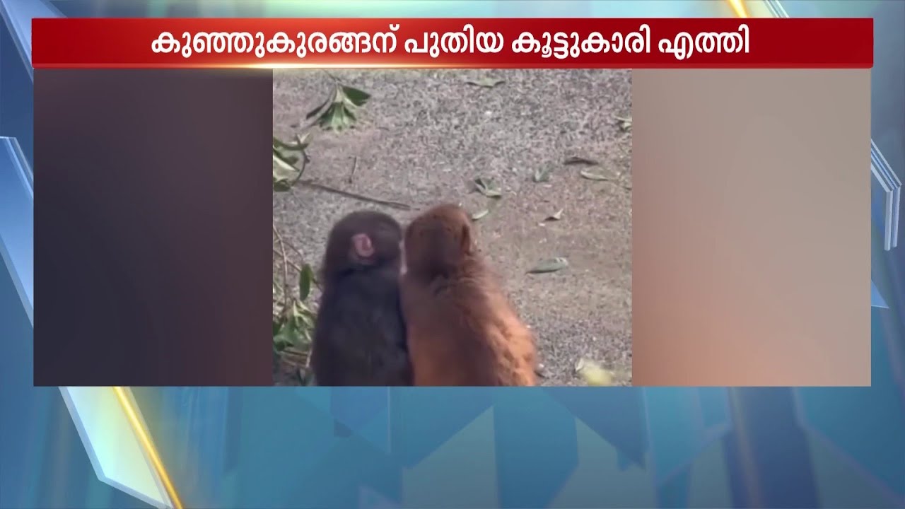 പഞ്ചിന് കൂട്ടുകാരിയെത്തി! ഓറഞ്ച് പാവയ്‌ക്കൊപ്പം കുട്ടിക്കുരങ്ങന് ഇനി മോമോ ചാനും | Punch | Monkey