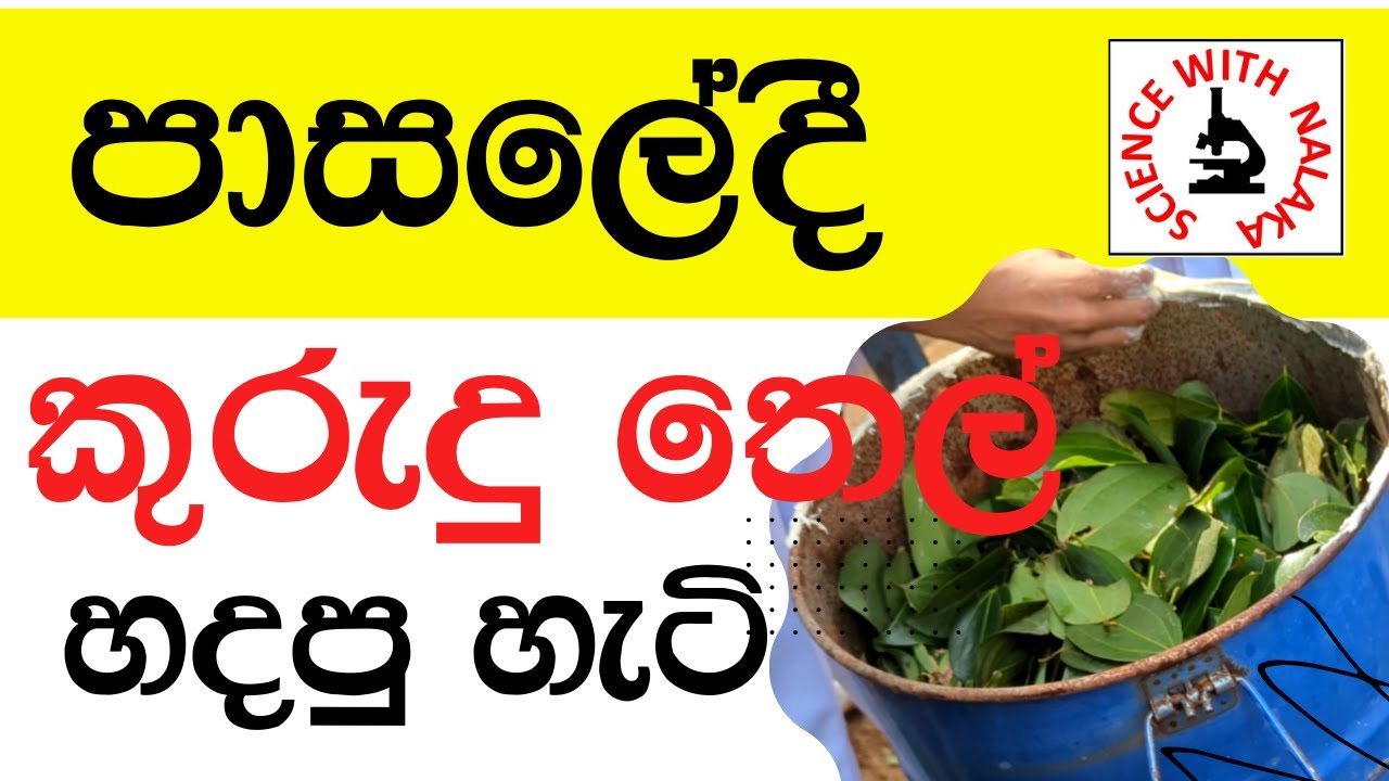 හුමාල ආසවනය මඟින් කුරුඳු තෙල් නිස්සාරණය(Sinnamon leaf oil extraction by Steam distillation)#Grade11