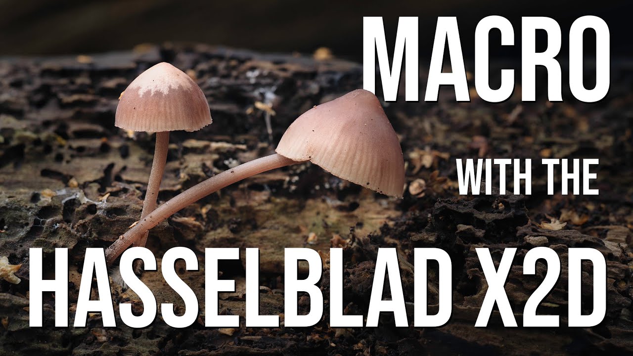 Macro photography woodland tutorial (With the Hasselblad X2D!)