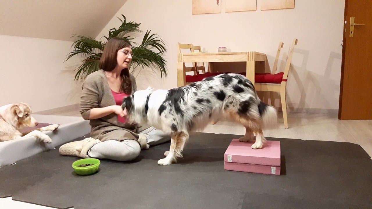 Hundetrick: Hinterpfoten Target beibringen | Hund lernt Target für Hinterbeine | Target Training