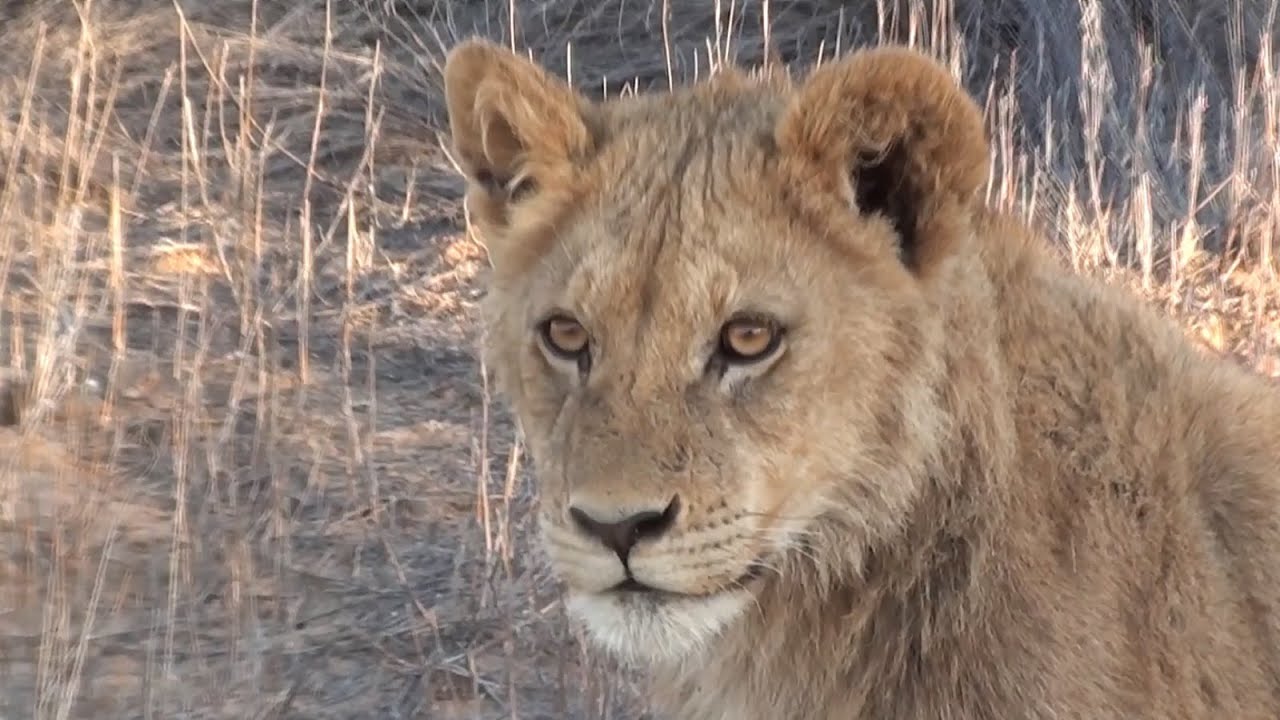 Kgalagadi Transfrontier Park in 100 Seconds HD