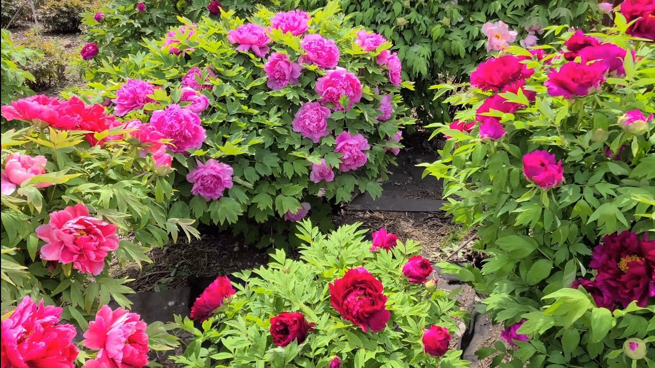4-20-2025 Peony Garden Overjoy 2