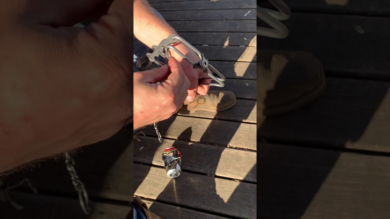 Conibear trap trapping what next