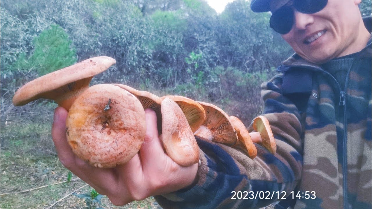 Níscalos De Febrero 2023