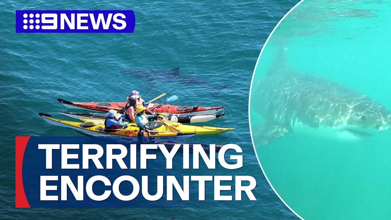 Kayakers come face-to-face with great white shark | 9 News Australia