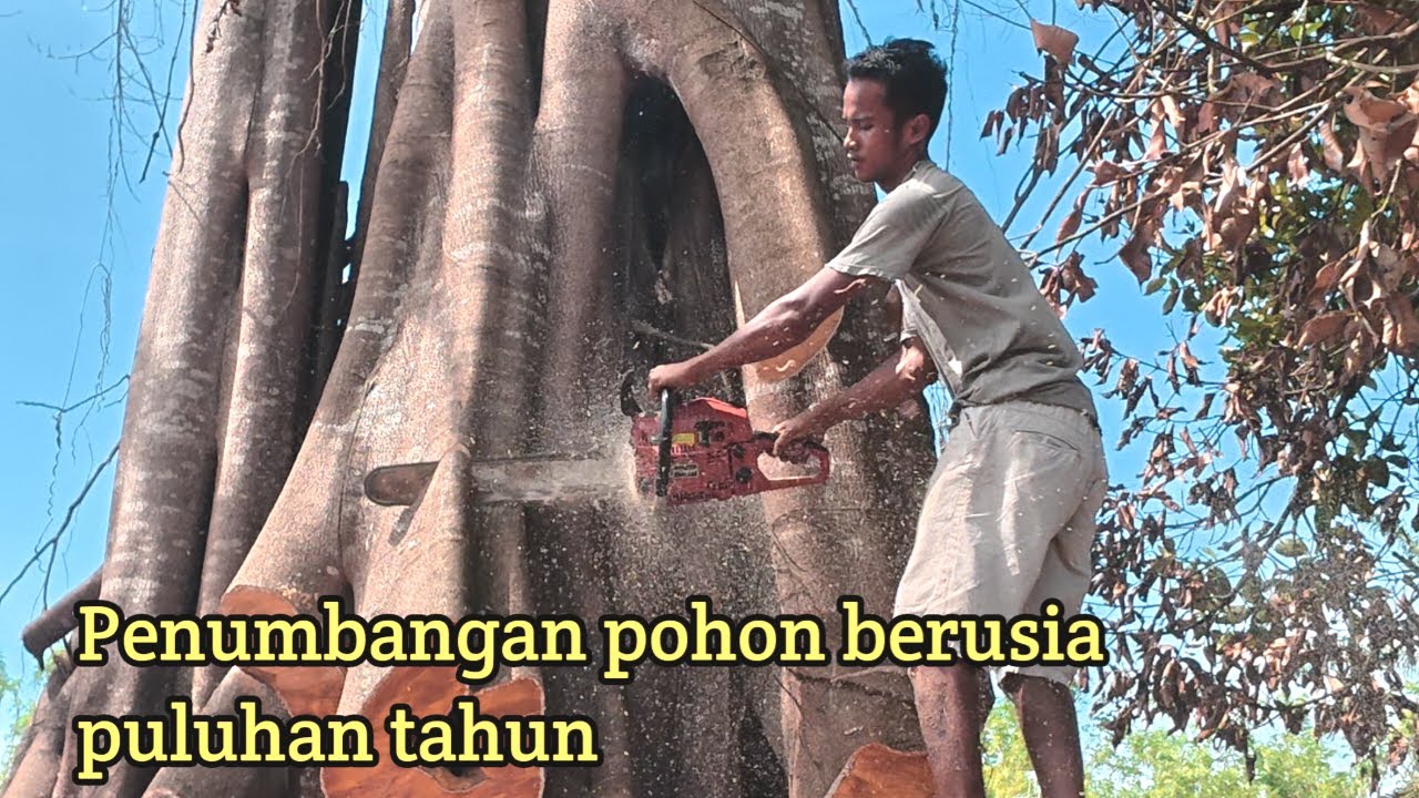 Penumbangan pohon berusia puluhan tahun,||Pejuang padang mardani manggopoh utara
