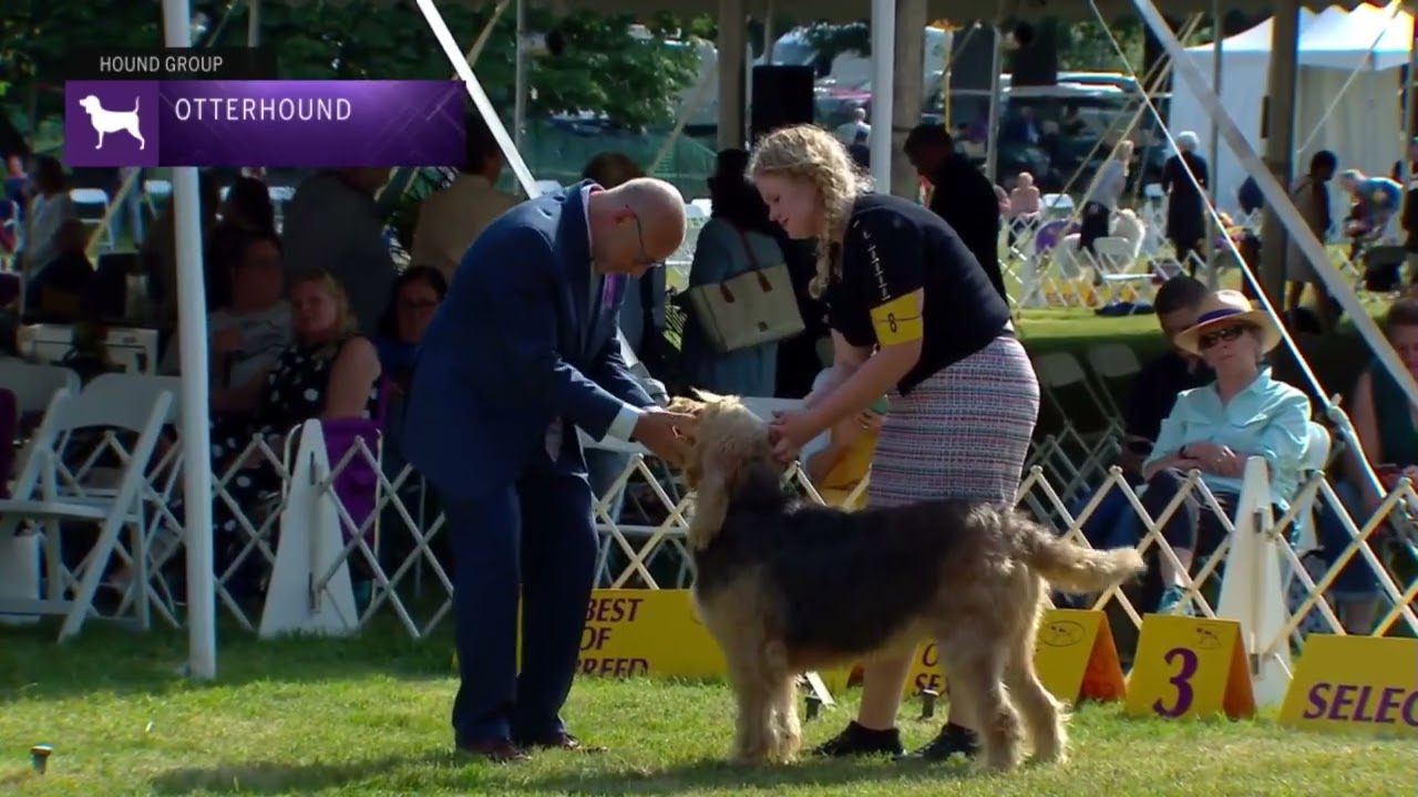 Otterhounds | Breed Judging 2022