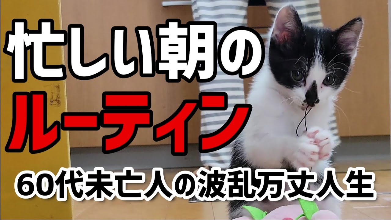 【60代一人暮らし】保護子猫と忙しい朝のルーティン【シニア未亡人】