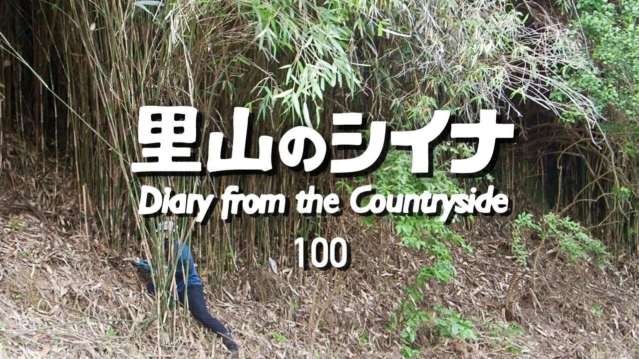 田舎暮らし 100：電動ハサミ1本で壁のような笹藪を開拓