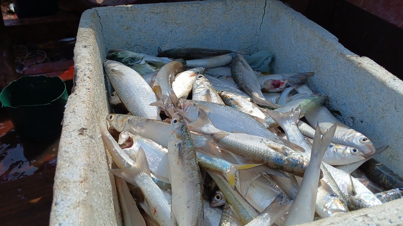 TIVE QUE MERGULHAR NO RIO MAIS PERIGOSO DA REGIÃO, PESCARIA DE TAINHAS