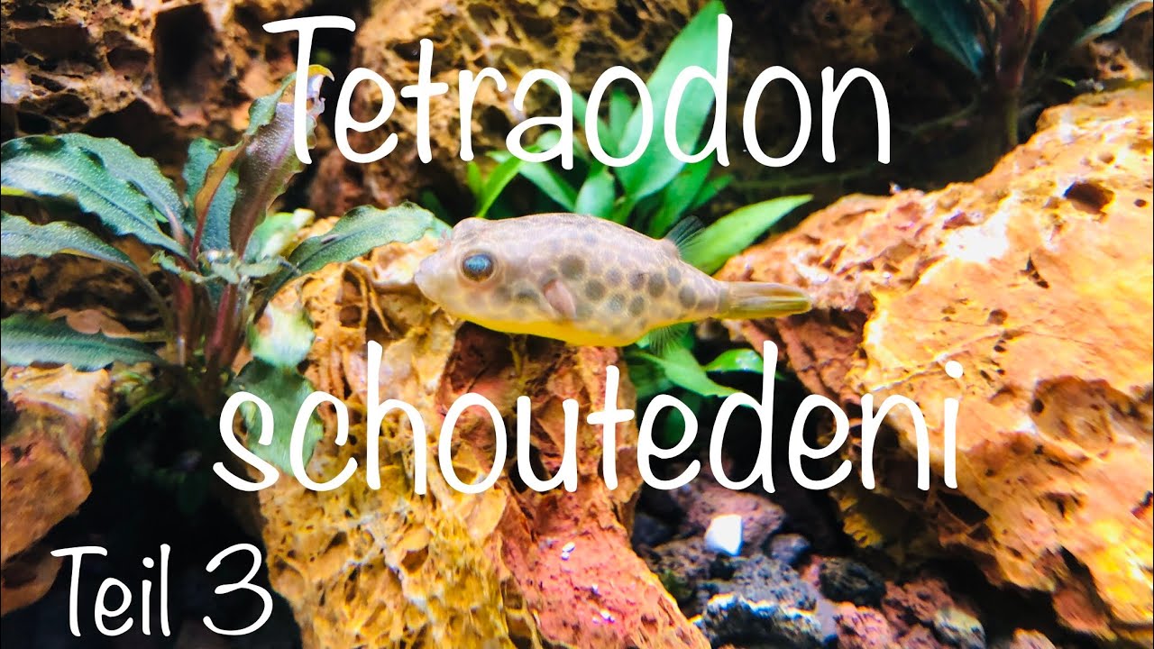 TEIL 3 🐡 Tetraodon schoutedeni #Tetraodon